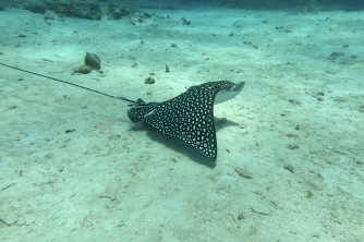SNUBA Diving in Roatan – Beach Access
